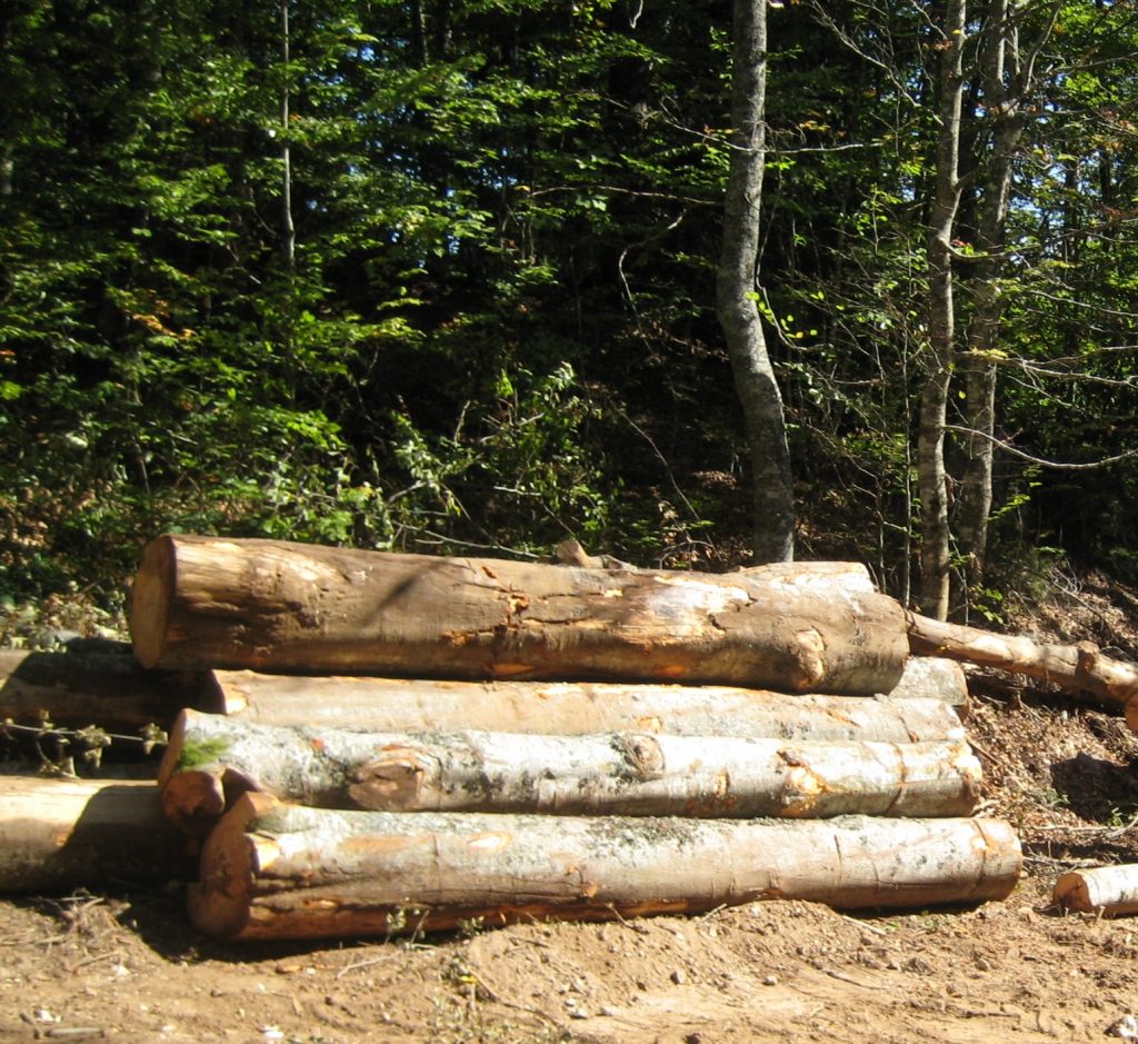 Prodaja šumskih drvnih sortimenata putem licitacije na panju