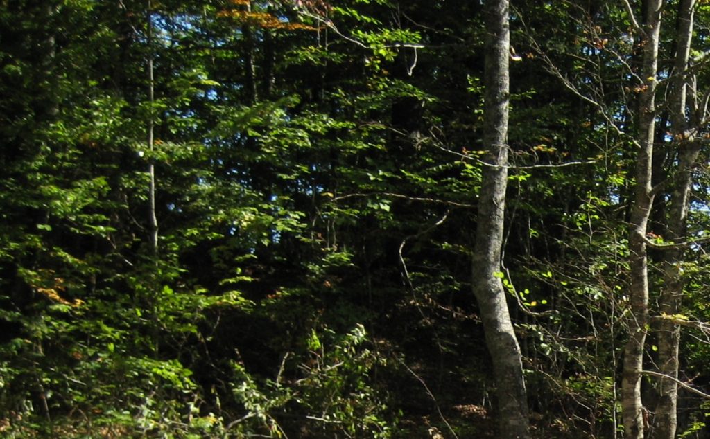 Odluka o prodaji šumskih drvnih sortimenata – G.J. „Trtla-Lištica“, odjel 151.