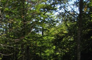 Poziv za dostavljanje ponuda za nabavku šumarske opreme