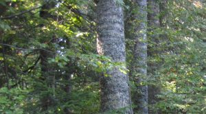 Odluka o odabiru najpovoljnijeg ponuđača – šumarske prečnice – klupe